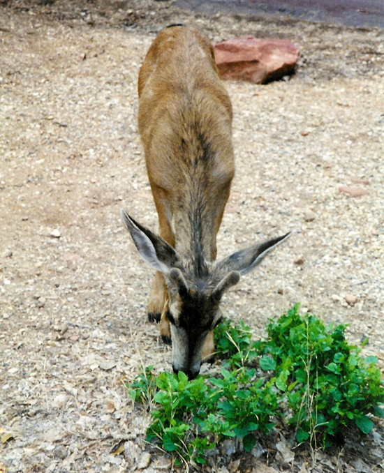 Burnett Family Reunion in Zion National Park